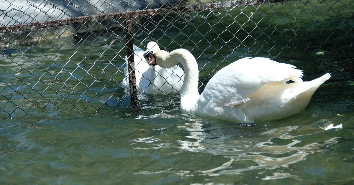 Ankara'nın simgesi Kuğulu Park'taki tel örgüler gündem olmuştu: Nedeni belli oldu