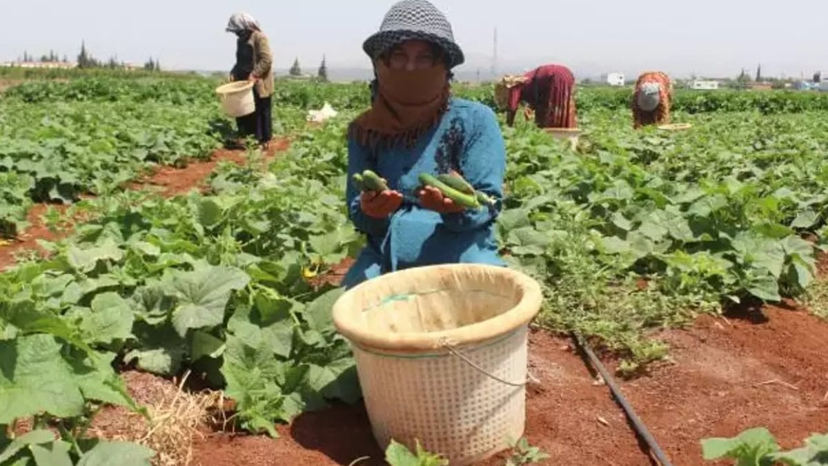 Hatay’da hasadı başladı! Sık sık tüketen, şekerden kurtuluyor; kilosu 12 TL