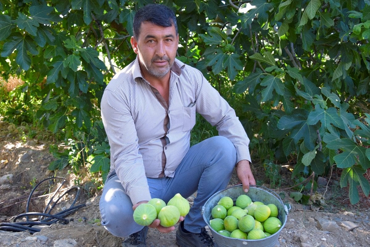 Manisa'nın yediveren inciri hasat sezonuna girdi