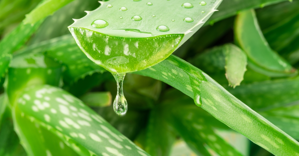 Aloe vera gerçekten mucizevi mi? Bilim buna ne diyor?