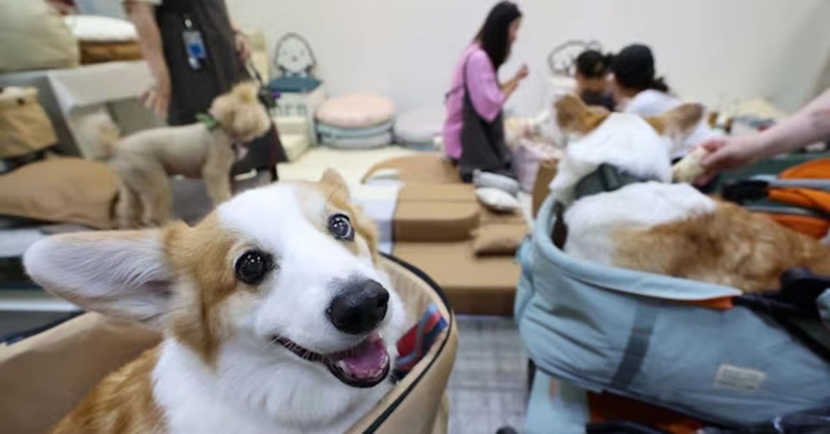 Güney Kore'de yalnızlığın ilacı köpekler