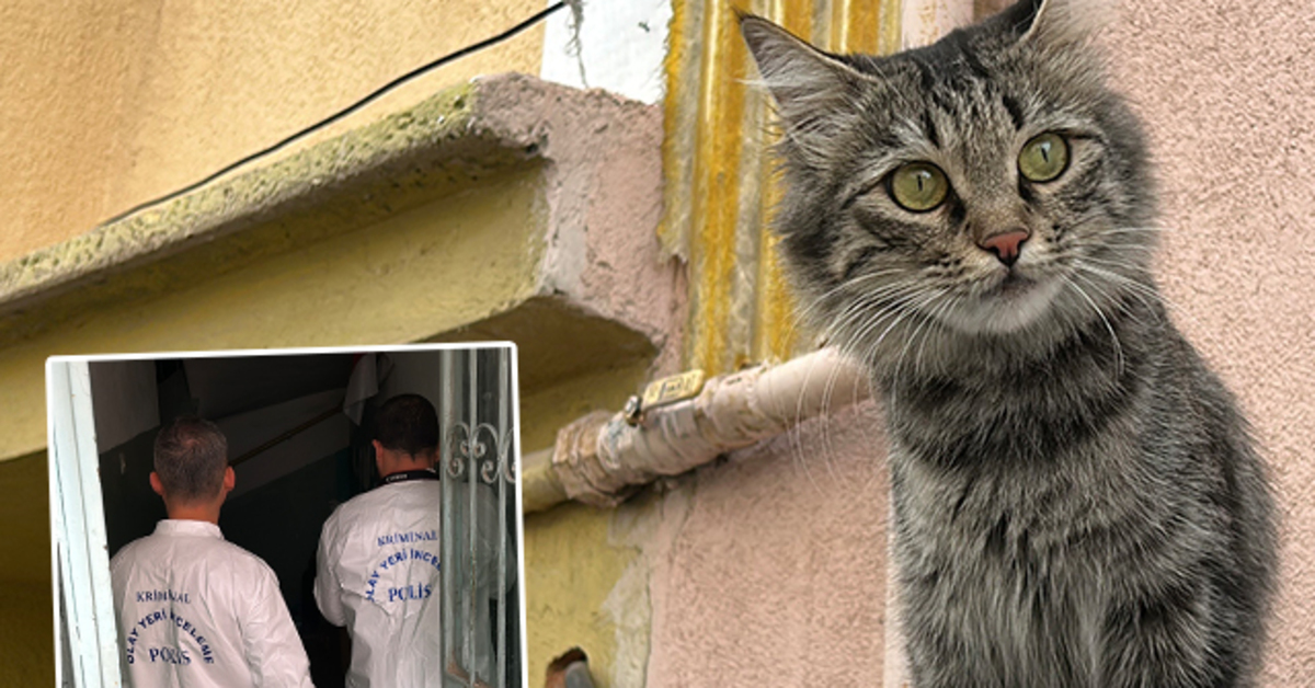 Kedi besleme tartışmasında emekli öğretmen dehşet saçtı: 1'i ağır 2 yaralı